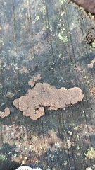 Jackrogersella multiformis