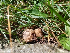 Lycoperdon echinatum
