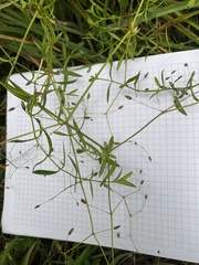 Stellaria palustris