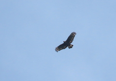 Pernis ptilorhynchus