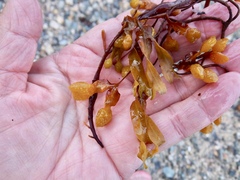 Fucus