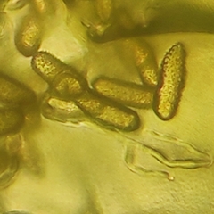 Bdelloidea