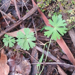 Geranium potentilloides