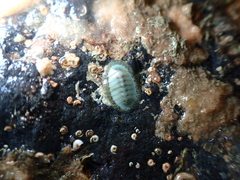Chiton glaucus