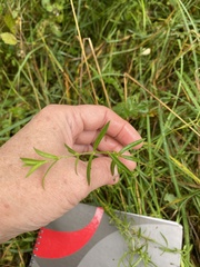 Stellaria palustris