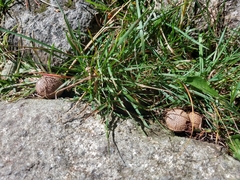 Lycoperdon echinatum