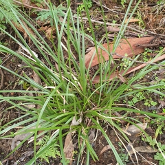 Carex appressa