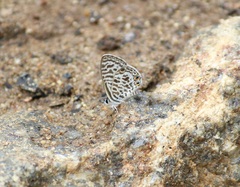 Leptotes plinius