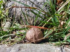 Lycoperdon echinatum