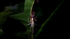 Oecanthus exclamationis