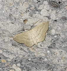 Scopula umbilicata