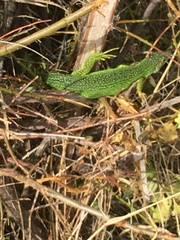 Lacerta bilineata