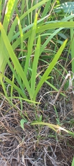Iridaceae