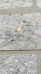 Scopula umbilicata