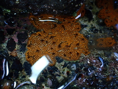 Botrylloides diegensis