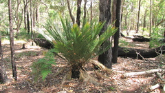 Macrozamia fraseri