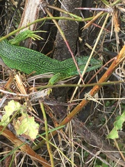 Lacerta bilineata