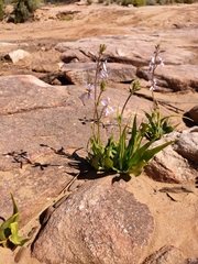 Cyanella orchidiformis