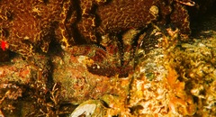 Coscinasterias muricata