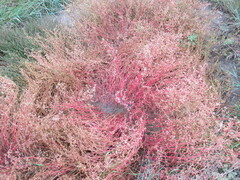Suaeda prostrata