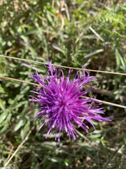 Centaurea scabiosa