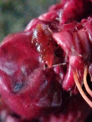 Oxycarenus lavaterae