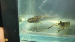 Oxyeleotris aruensis