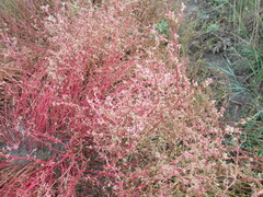 Suaeda prostrata