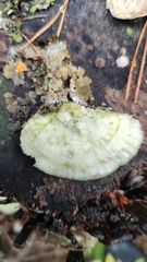 Trametes velutina
