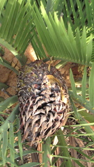 Macrozamia fraseri