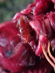 Oxycarenus lavaterae