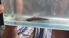 Oxyeleotris aruensis