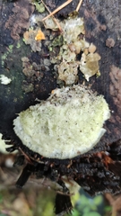 Trametes velutina