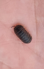 Armadillidae