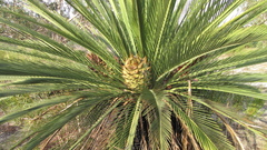 Macrozamia fraseri