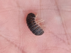 Armadillidae