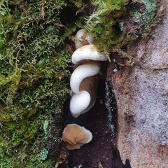 Crepidotus nephrodes