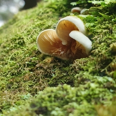 Crepidotus nephrodes
