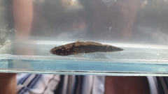 Oxyeleotris aruensis