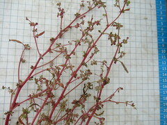 Suaeda prostrata
