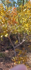 Ochna pulchra