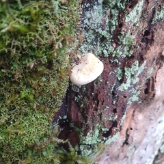 Crepidotus nephrodes