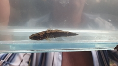 Oxyeleotris aruensis