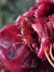 Oxycarenus lavaterae