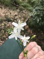 Libertia paniculata
