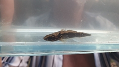 Oxyeleotris aruensis