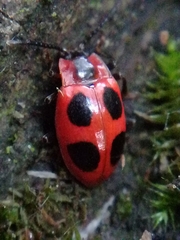Endomychus coccineus