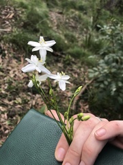 Libertia paniculata