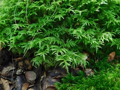 Hylocomium splendens