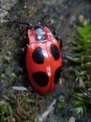 Endomychus coccineus